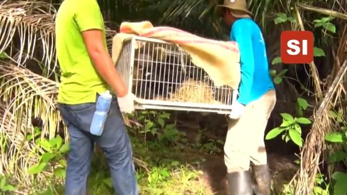 AnimalesCautiverio-min