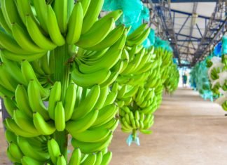 2018: AÑO DE ESPERANZA BANANERA