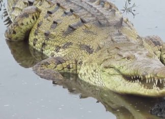 PERMISO PARA COMERCIALIZAR PIEL DEL CAIMÁN AGUJA