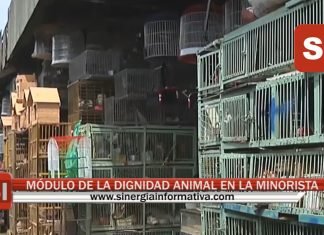 MÓDULO DE LA DIGNIDAD ANIMAL EN LA MINORISTA