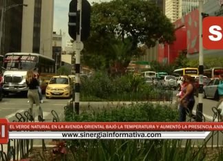 EL VERDE NATURAL EN LA AVENIDA ORIENTAL BAJÓ LA TEMPERATURA Y AUMENTÓ LA PRESENCIA DE FAUNA