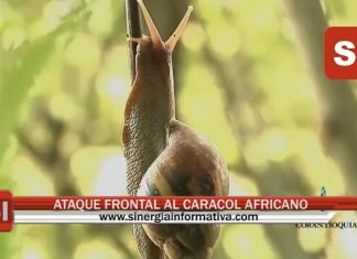 ATAQUE FRONTAL AL CARACOL AFRICANO