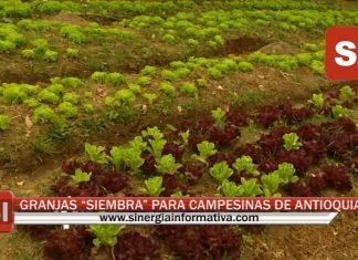 GRANJAS “SIEMBRA” PARA CAMPESINAS DE ANTIOQUIA