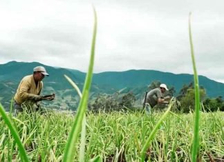 BONOS EN HONOR A LOS CAMPESINOS