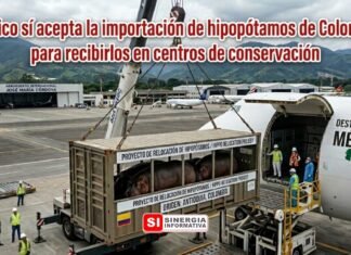 México sí acepta la importación de hipopótamos de Colombia para recibirlos en centros de conservación