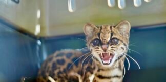 Corantioquia devuelve a la libertad a una ocelote tras meses de rehabilitación