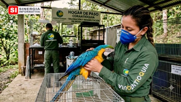 Corantioquia denuncia el incremento en el tráfico de aves de la familia psitácidos - Sinergia Informativa Agosto 2026 (Gemini)